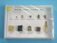 Коллекция "Пчела медоносная"
