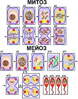 Модель-аппликация "Деление клетки. Митоз и мейоз"(лам.)