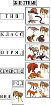 Модель-аппликация "Эволюция животных"