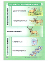 Плакат "Уровни организации живого" (70х100 см, лам.)