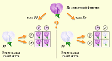 Модель-аппликация "Закон Менделя"