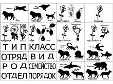 Модель-аппликация "Классификация растений и животных"
