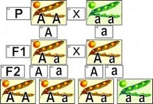 Модель-аппликация "Дигибридное скрещивание"