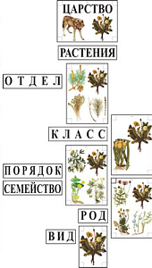 Модель-аппликация "Эволюция растений"